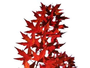 Rośliny liściaste Rośliny liściaste