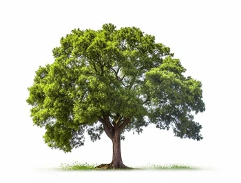 Rośliny alejowe Rośliny alejowe