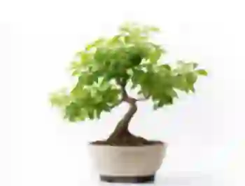 Drzewka Bonsai