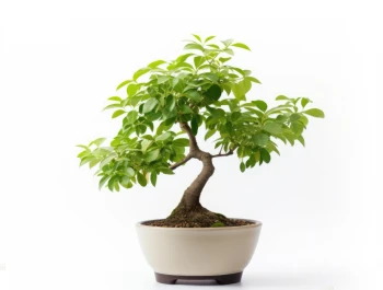 Drzewka Bonsai Drzewka Bonsai