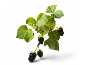 Krzewy owocowe Krzewy owocowe